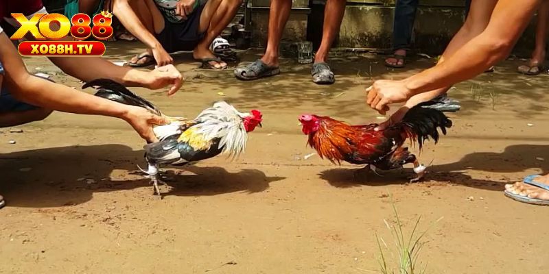 Cùng Xo88 Khám Phá Thông Tin Chi Tiết Về Thuốc Đá Gà Bịp 1 Thế nào là thuốc đá gà bịp?
